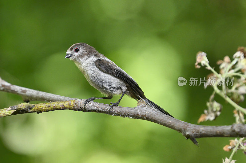 幼长尾山雀(Aegithalos caudatus)